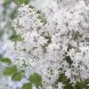 Lilas Nain - Syringa Meyeri Flowerfesta White 2 Lilas Nain - Syringa Meyeri Flowerfesta White -Naturelle Boutique syringa meyeri flowerfesta white 84342 1