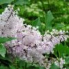 Lilas De Chine - Syringa Patula Miss Kim -Naturelle Boutique syringa patula miss kim 9704 1