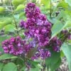 Lilas - Syringa Vulgaris Prince Wolkonsky -Naturelle Boutique syringa vulgaris prince wolkonsky 781757 3