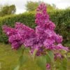 Lilas Commun - Syringa Vulgaris Znamya Lenina -Naturelle Boutique syringa vulgaris znamya lenina 100875 1