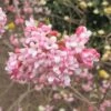 Viorne D'hiver - Viburnum Bodnantense Dawn -Naturelle Boutique viburnum bodnantense dawn 7629 5