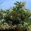 Viburnum Lucidum - Viorne Luisante -Naturelle Boutique viburnum lucidum arbustes 15748 1