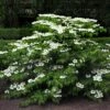 Viorne De Chine - Viburnum Plicatum Mariesii -Naturelle Boutique viburnum plicatum mariesii 84382 1
