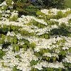 Viorne De Chine - Viburnum Plicatum Mariesii Great Star -Naturelle Boutique viburnum plicatum mariesii great star 7872 5