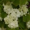 Viorne - Viburnum Plicatum Popcorn 2 Viorne - Viburnum Plicatum Popcorn -Naturelle Boutique viburnum plicatum popcorn 7961 5