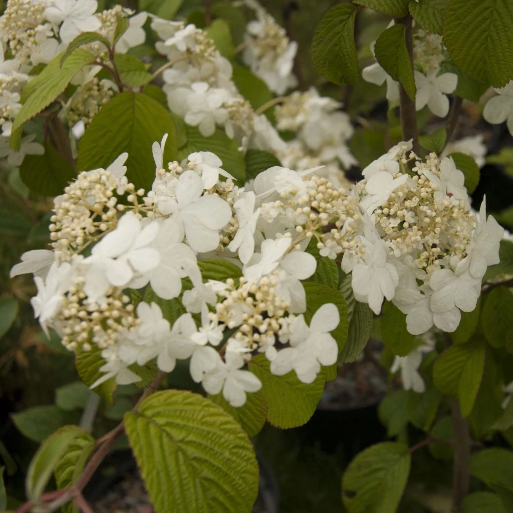 Viorne De Chine - Viburnum Plicatum Shasta 3 Viorne De Chine - Viburnum Plicatum Shasta