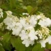 Viorne - Viburnum Plicatum Summer Snow Flake 2 Viorne - Viburnum Plicatum Summer Snow Flake -Naturelle Boutique viburnum plicatum summer snow flake 7518 1