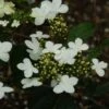 Viorne - Viburnum Plicatum Watanabe -Naturelle Boutique viorne viburnum plicatum watanabe PC douce 1