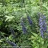 Vitex Agnus-castus Blue Didley® - Gattilier 1 Vitex Agnus-castus Blue Didley® - Gattilier -Naturelle Boutique vitex agnus castus blue didley 85467 1
