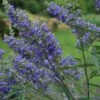 Vitex Agnus-castus Delta Blues - Gattilier 2 Vitex Agnus-castus Delta Blues - Gattilier -Naturelle Boutique vitex agnus castus delta blues 81424 1