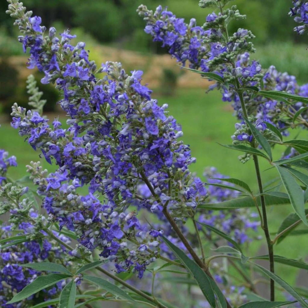 Vitex Agnus-castus Delta Blues - Gattilier 3 Vitex Agnus-castus Delta Blues - Gattilier