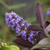 Vitex Agnus-castus Flip Side - Gattilier -Naturelle Boutique vitex flip side copyright f