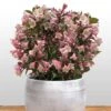 Weigela Florida Vintage Love -Naturelle Boutique weigela florida vintage love 16350 1