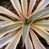 Yucca Gloriosa Citrus Twist® - Dague Espagnole -Naturelle Boutique yucca gloriosa citrus twist 15357 1