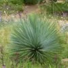 Yucca Rostrata -Naturelle Boutique yucca rostrata 834932 1